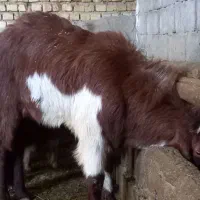 بز نر|حیوانات مزرعه|خنداب, |دیوار