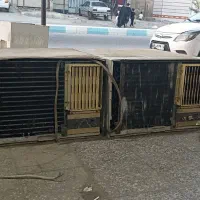 کولرجنرال وگری فیسپونت