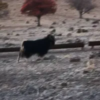 پازن ترکی در پاسارگاد|حیوانات مزرعه|پاسارگاد, |دیوار