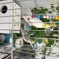 یک جفت عروس هلندی