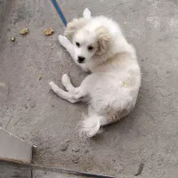 اسمش پاستیل هست و نژاده پامر روباهی هست