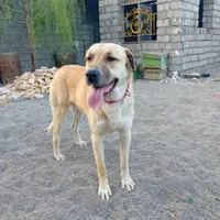 دزدیده شدن از فیرورق|حیوانات|خوی, |دیوار