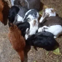 خرگوش|موش و خرگوش|قائن, |دیوار