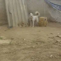 سگ  هاسگی|سگ|گنبد کاووس, |دیوار