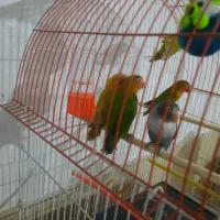 کوتوله برزیلی