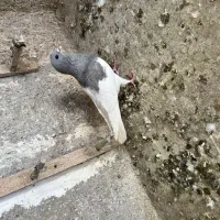 کفتر|پرنده|شیراز, گویم|دیوار