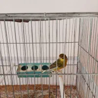 سه عدد قناری قورولتی|پرنده|اردبیل, |دیوار