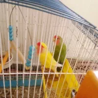 طوطی برزیلی با قفس|پرنده|همدان, |دیوار