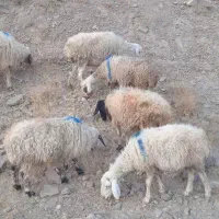 فروش ۹ عدد میش