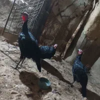 بوقلمون ۳عدد