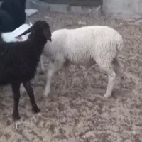 فروش بره نر لاکن