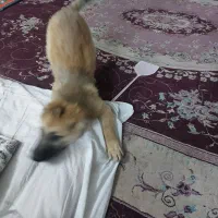 توله سگ ژرمن شپرد نر