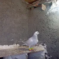 پاکستانی نر