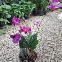 ارکیده دندروبیوم فالانوپسیس وانیل البوکا اسپیرالیس