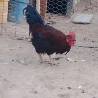 خروس جوان سیاه|پرنده|سلامی, |دیوار