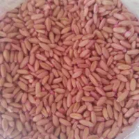 گندمبذری