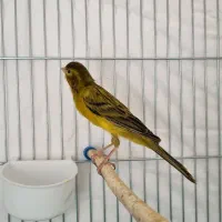 قناری نر و ماده