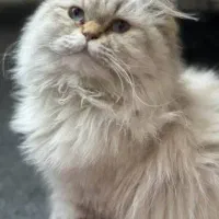 دختر اسکاتیش لانگ‌هیر