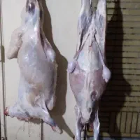 قصاب سیار هستم