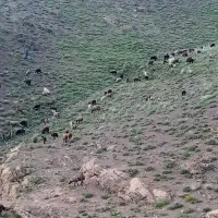 فروش گوسفند فوری