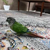 طوطی گرینچیک دستی|پرنده|اهواز, زیباشهر|دیوار