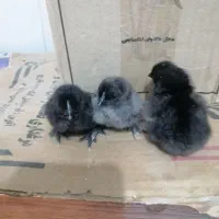 فروش جوجه نژادهای خاص و تخم رنگی امیرفارم|حیوانات مزرعه|سیرجان, |دیوار