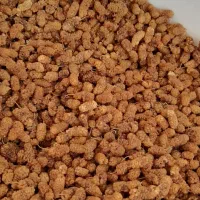 توت خشک تازه