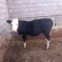 فروش یک عدد‌گوساله