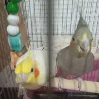 عروس هلندی جفت