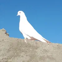 600تومن|پرنده|گنبکی, |دیوار