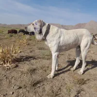 واگذاری سگ|سگ|تربتحیدریه, بالا ولایت|دیوار