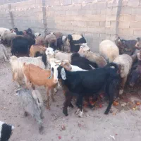 30 عدد بزه کهردار   کهردار جفت  60تا به  پایین