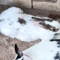 خرگوش نر و ماده