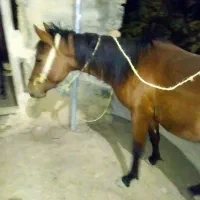 اسب نریان و قاطر نریان|اسب و تجهیزات اسبسواری|سنندج, |دیوار