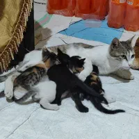 بچه گربه