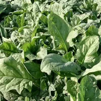 اسفناج|گل و گیاه طبیعی|مینودشت, |دیوار