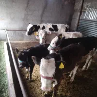 6عدد گوساله درجه یک سیمنتال وهلشتان