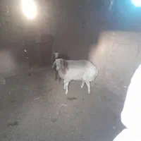 فروش بره نر جمی