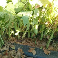 کاه لوبیاچیتی