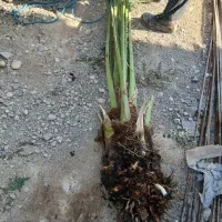 پاجوش برحی اصل|گل و گیاه طبیعی|خورموج, |دیوار