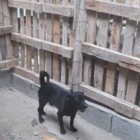 سگ خوب برای فروش|سگ|بندر کنگان, |دیوار