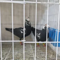 9جفت کفتر پلاکی