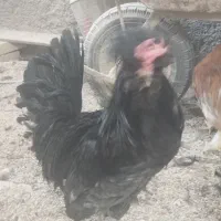 فروش مرغ خروس