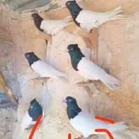 کبوتر|پرنده|بختگان, |دیوار