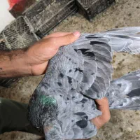 کفتر سرور|پرنده|شیراز, نصر|دیوار