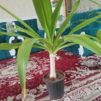 گل موزی شاداب