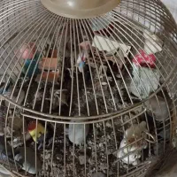 دکوری و تزیینی|لوازم جانبی حیوانات|پاکدشت, پاکدشت (مامازند)|دیوار