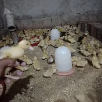 فروش جوجه رنگی اردک جوجه محلی جوجه بقلمون