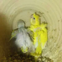 جفت مرغ عشق رینبو و سرلاکی  پروانه ای|پرنده|ایرانشهر, |دیوار