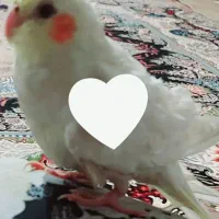 عروس هلندی گمشده|پرنده|زهک, |دیوار